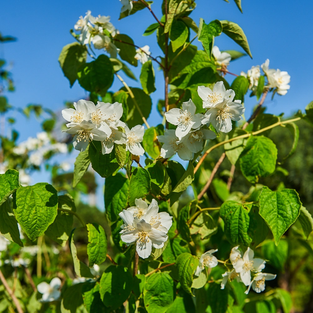 Чубушник венечный, H80-100