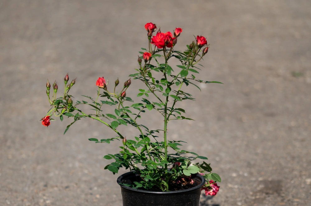 Роза почвопокровная 'Miniatture Orange' (кораллово-оранжевая),