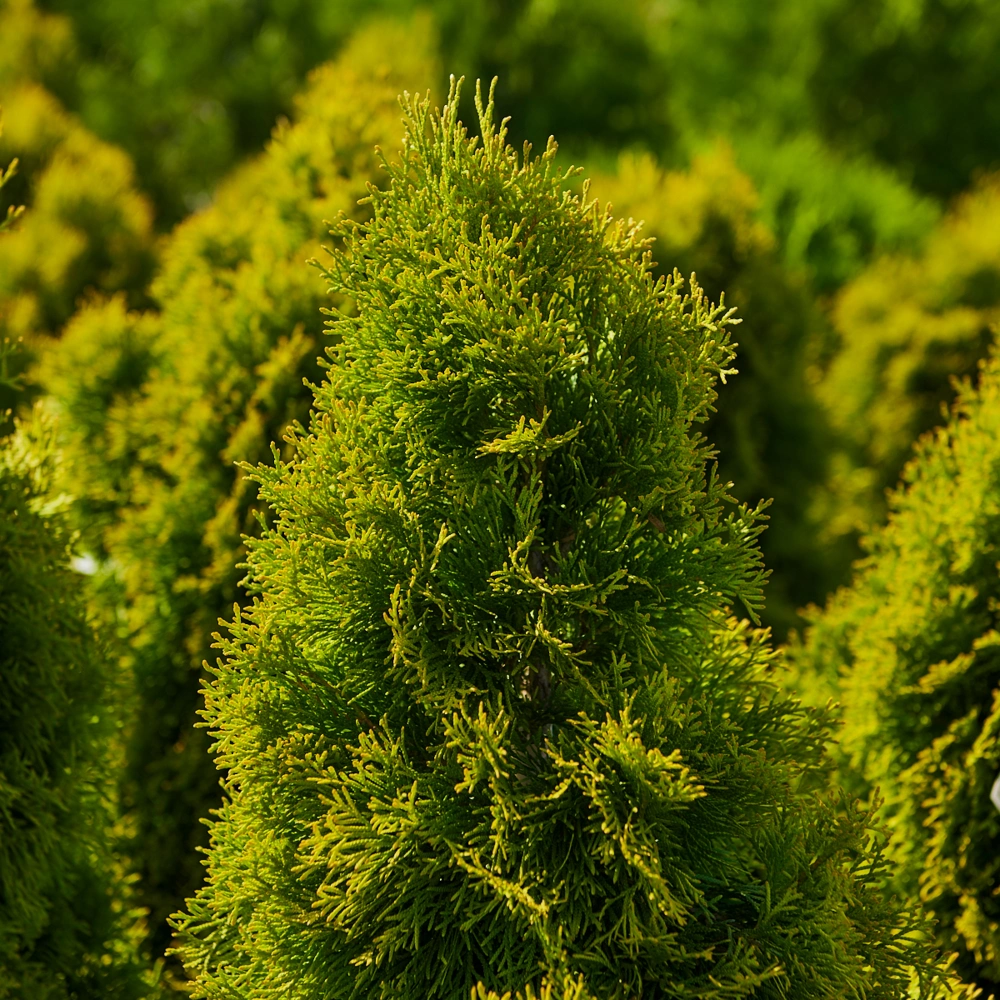 Туя западная 'Golden Smaragd', Н100-125