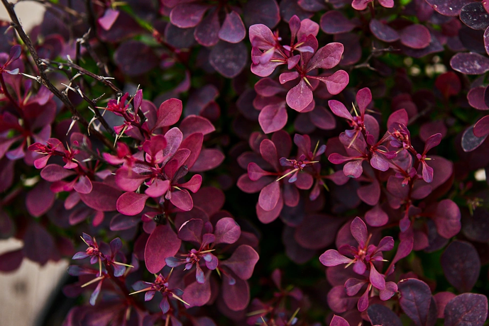 Барбарис тунберга 'Atropurpurea', H100-125