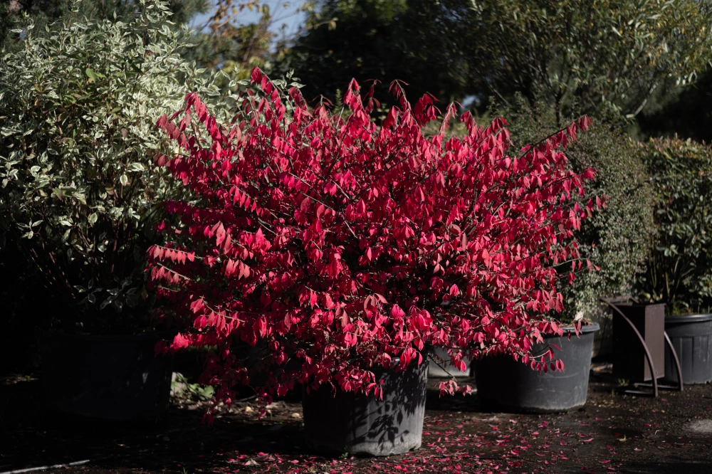 Бересклет европейский, H125-150