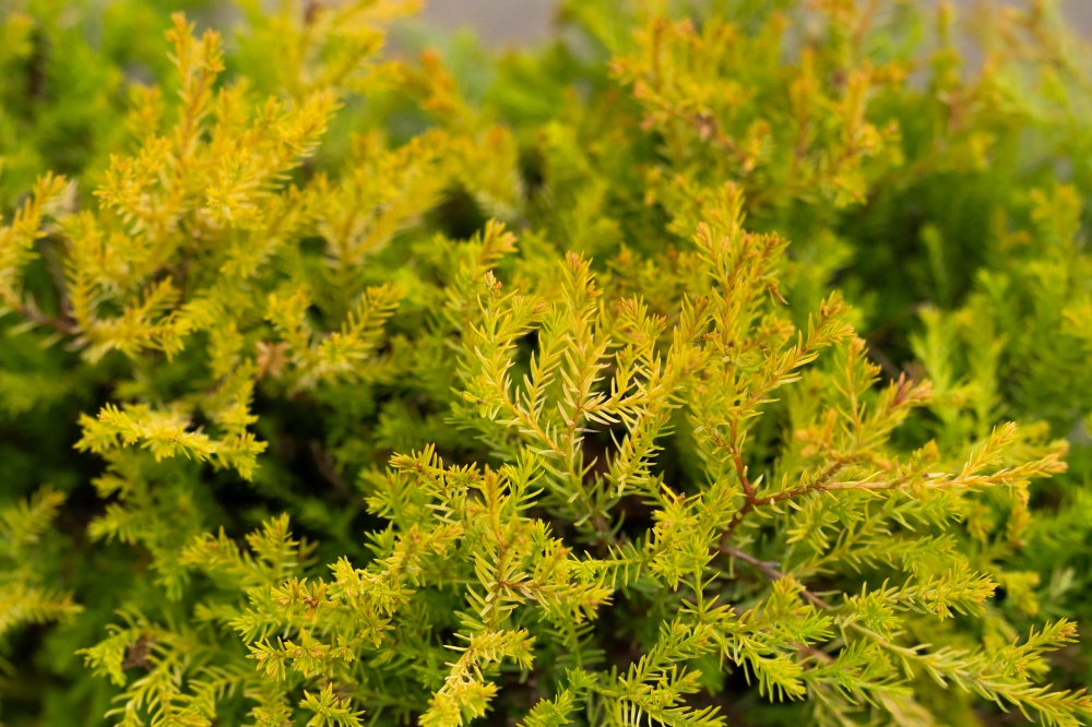 Туя западная 'Rheingold', H20-40