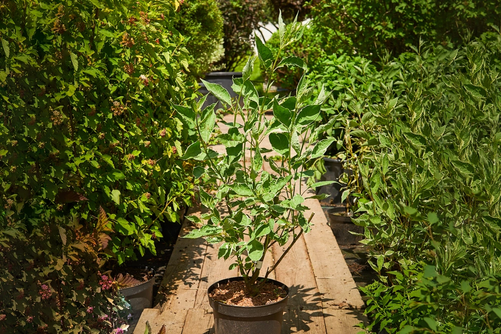 Дерен белый 'Elegantissima', H125-150