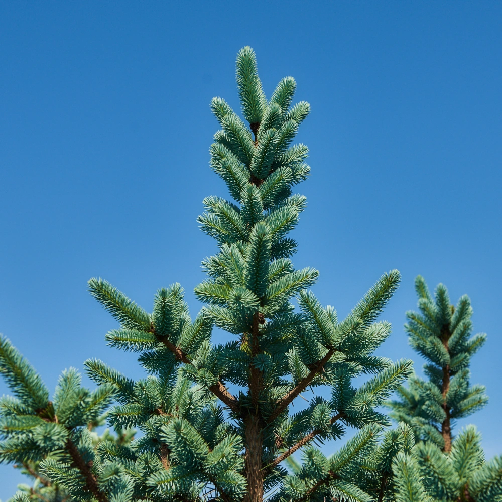 Ель колючая 'Hoopsii', H175-200