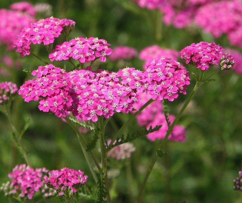 Тысячелистник обыкновенный 'Cerise Queen' (вишневый),