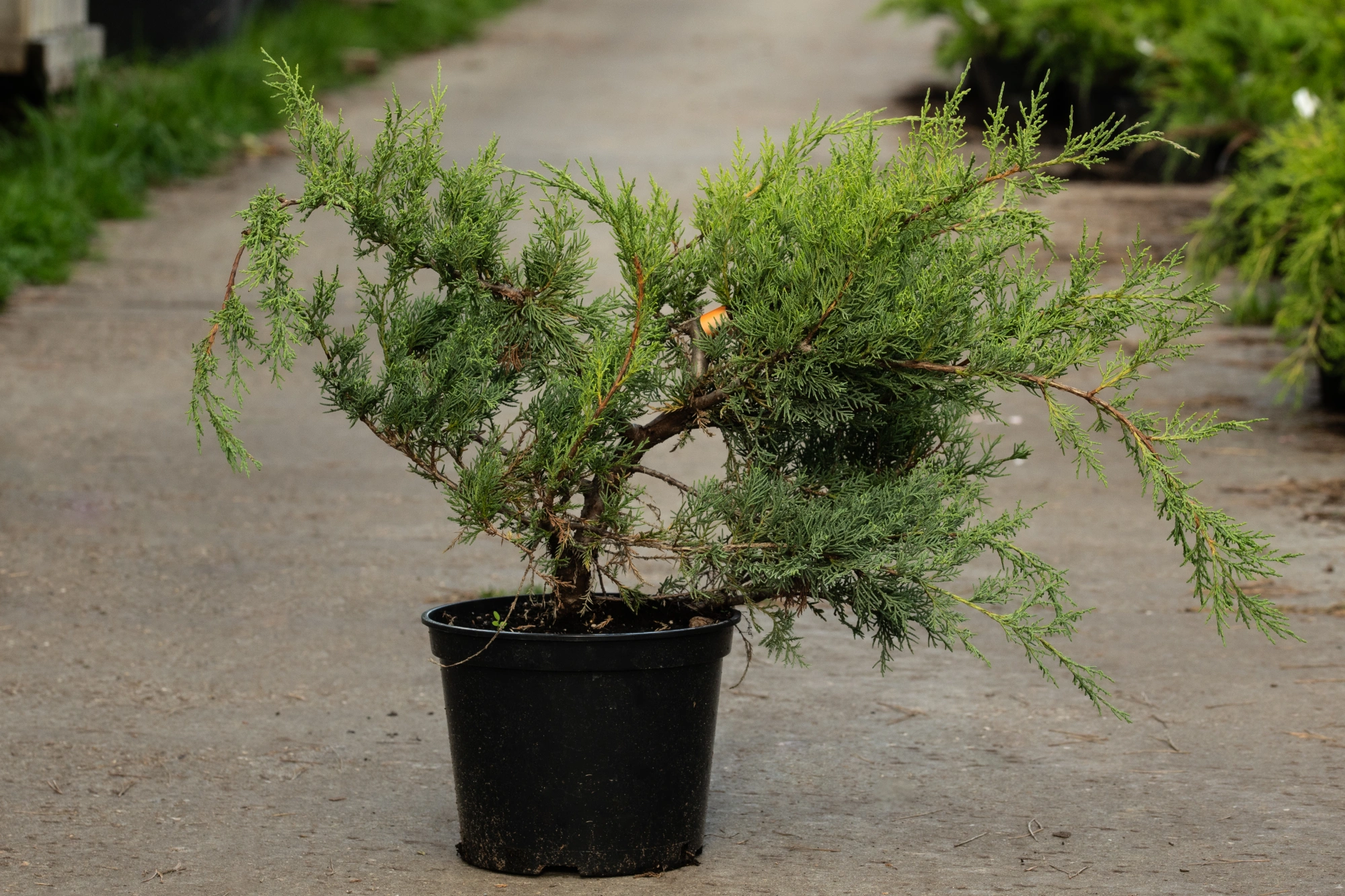 Можжевельник виргинский 'Hetz', H60-80