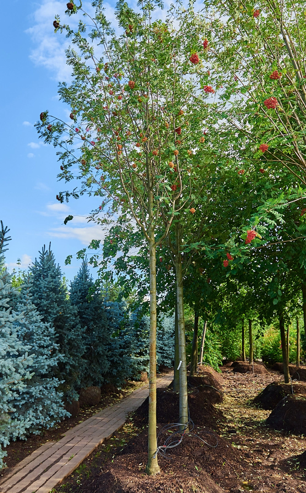 Рябина обыкновенная, stu 20-25