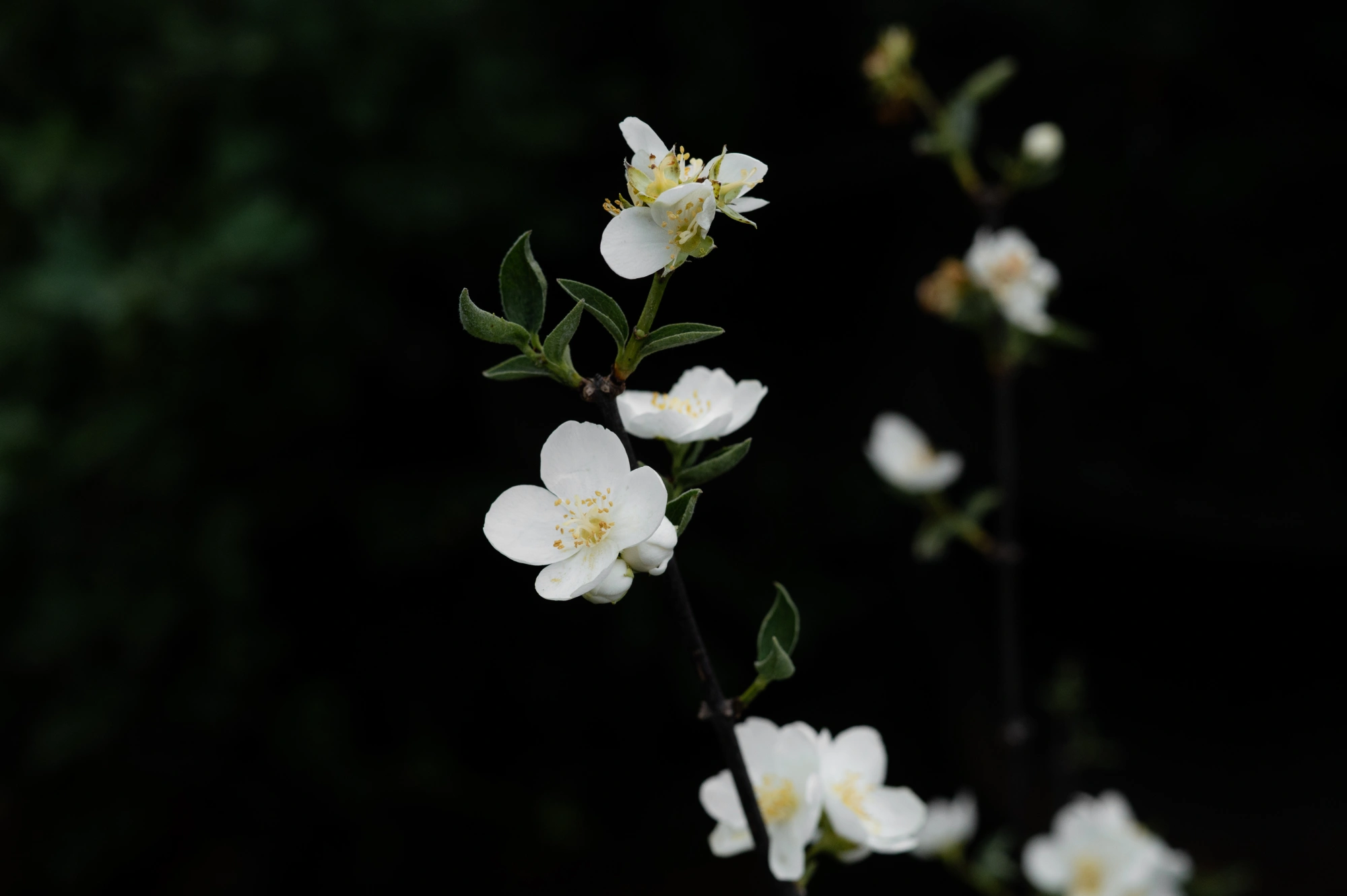 Чубушник Вехова 'Снежки' (пр+п/м,1,8), H150-175