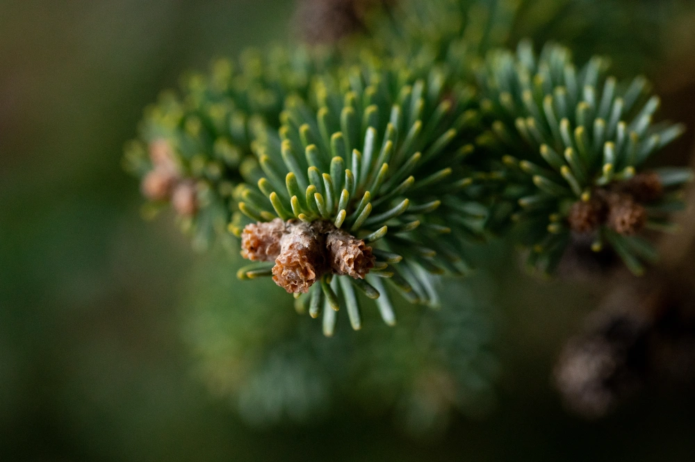 Пихта субальпийская 'Compacta', H60-80