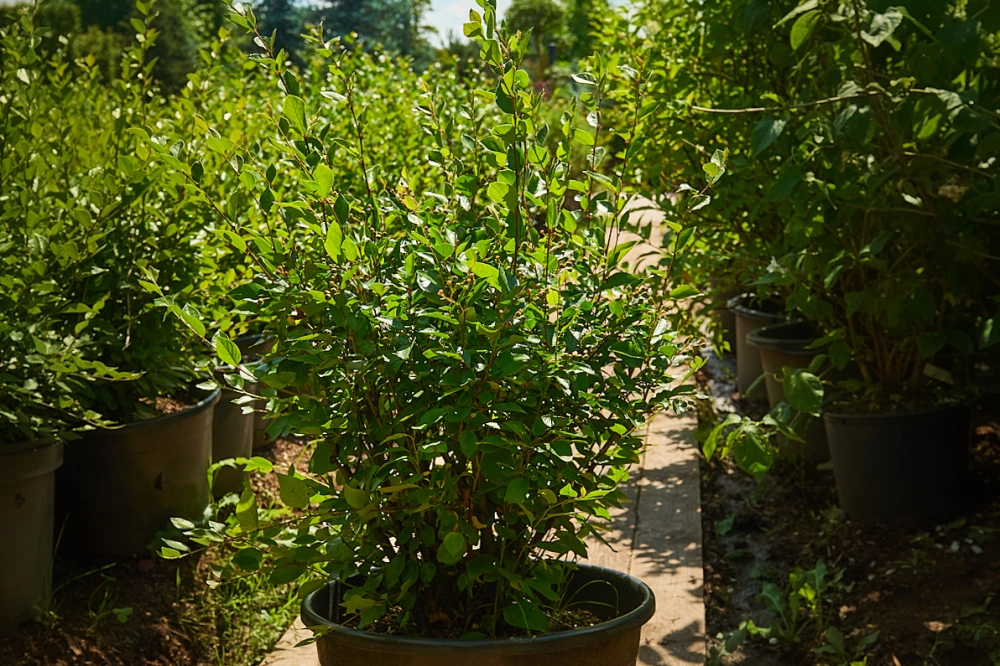 Кизильник блестящий, H100-125