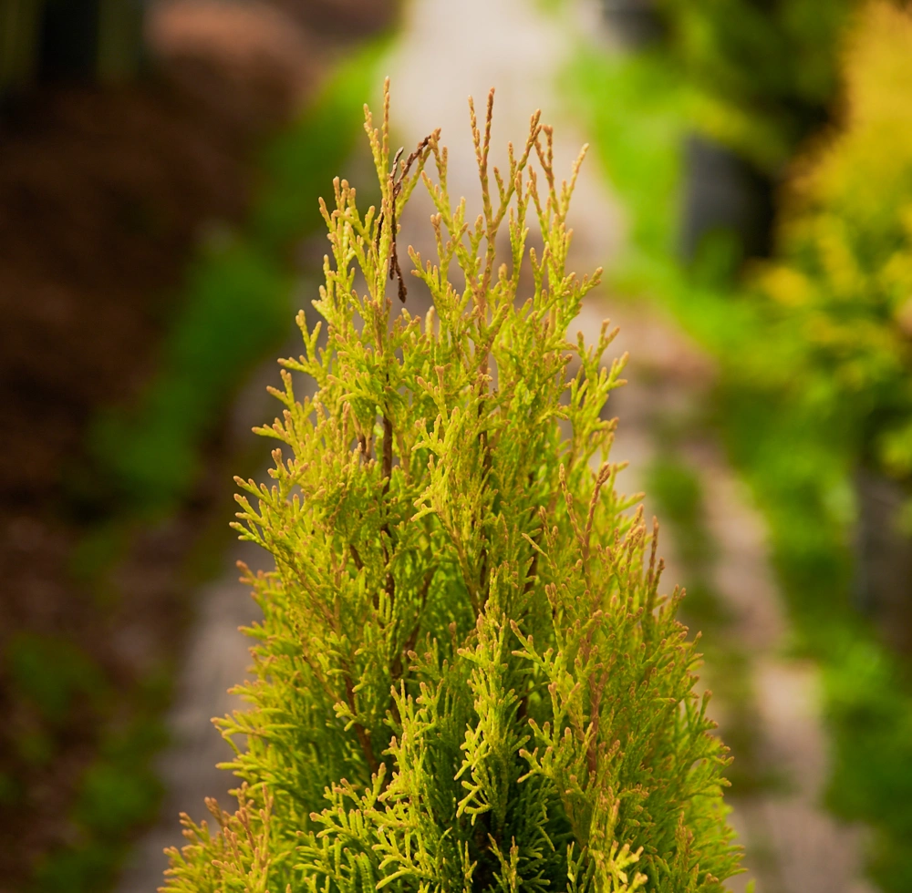 Туя западная 'Golden Smaragd', Н20-40