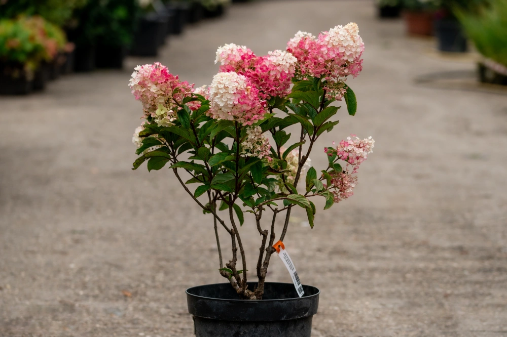 Гортензия метельчатая 'Little Blossom', H40-60
