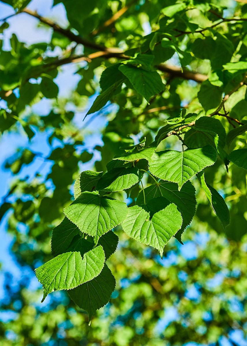 Липа европейская 'Pallida', stu 30-35