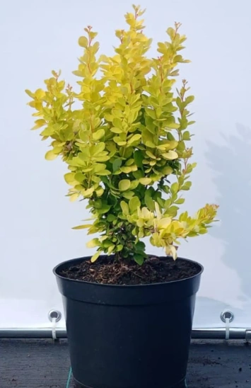 Барбарис тунберга 'Golden Torch', H20-40