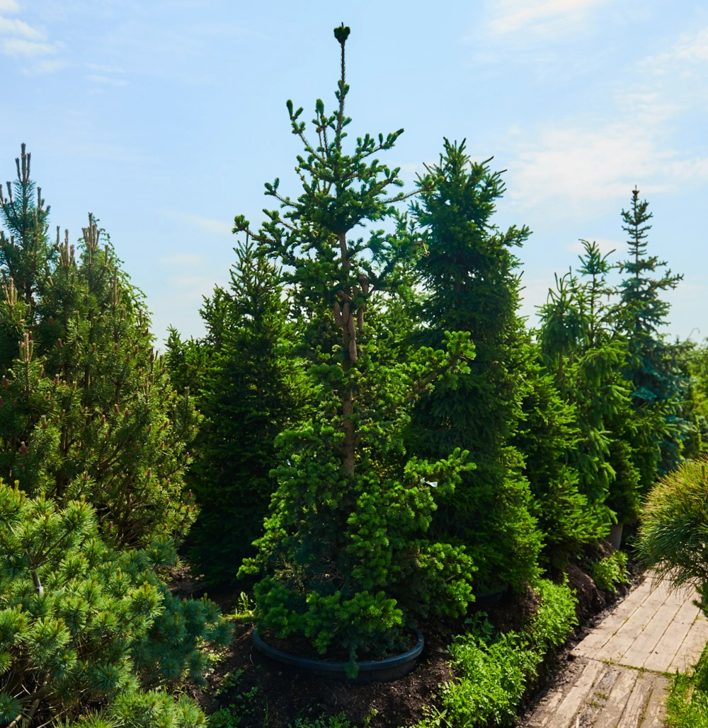 Ель колючая 'Lucky Strike', H100-125