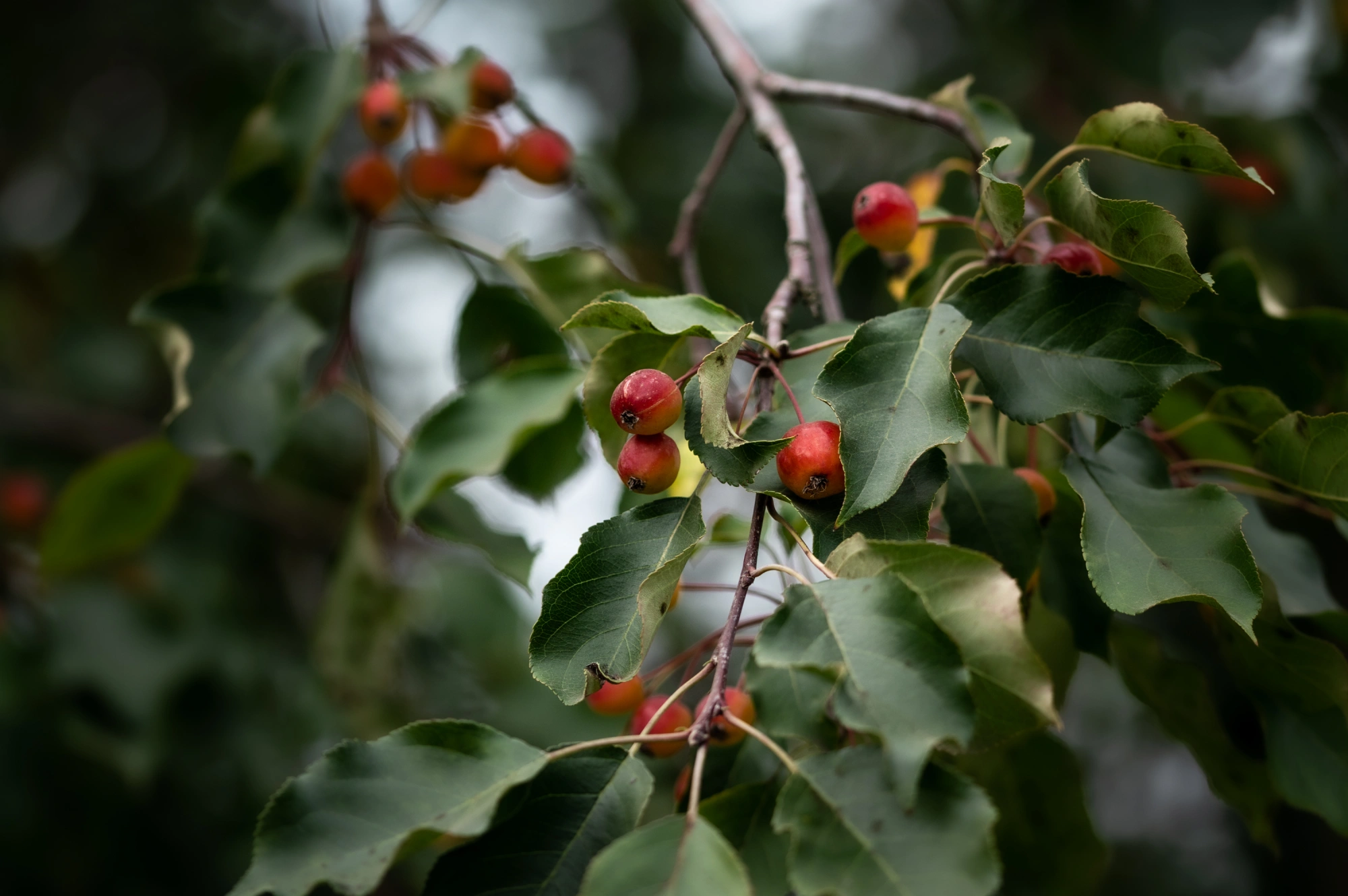 Новая поставка плодовых деревьев в Imperial Garden