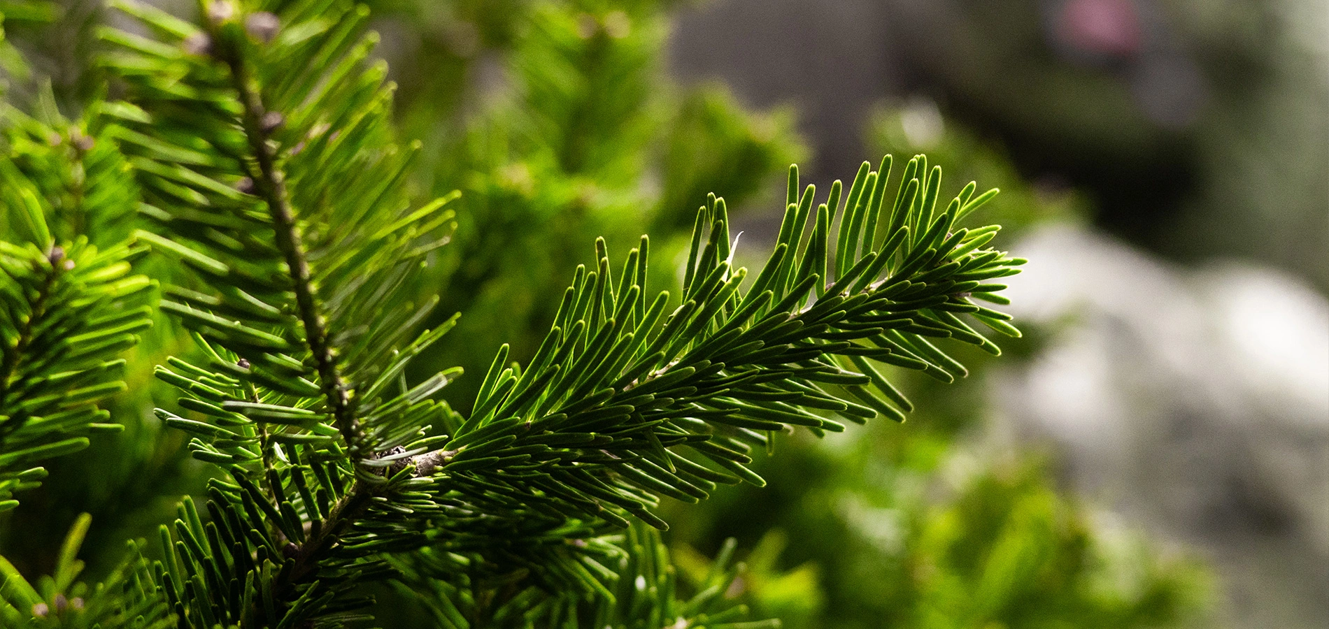 Ёлочный базар открыт!