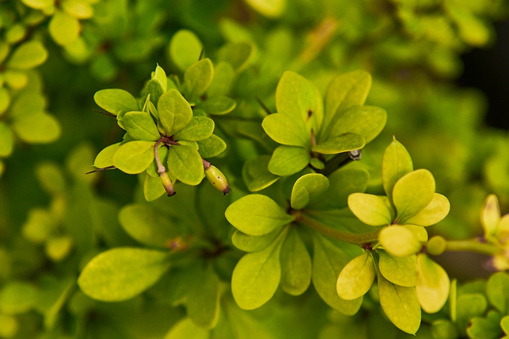 Барбарис тунберга 'Green Ornament', H20-40