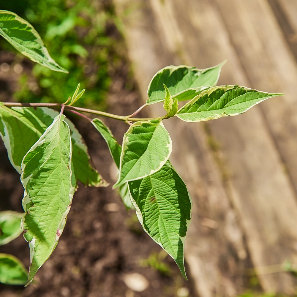 Дерен белый 'Elegantissima', H175-200