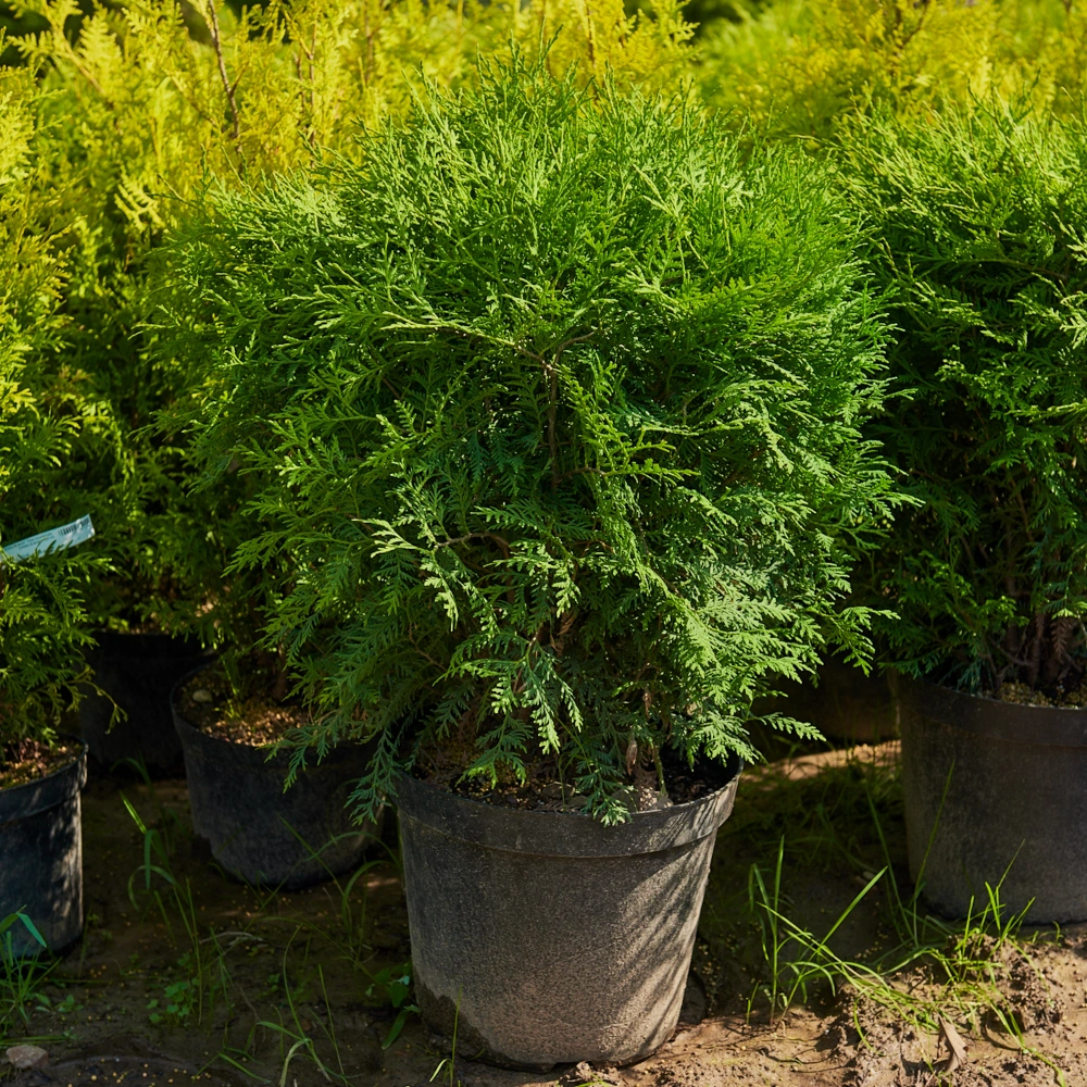 Туя западная 'Little Champion', H40-60