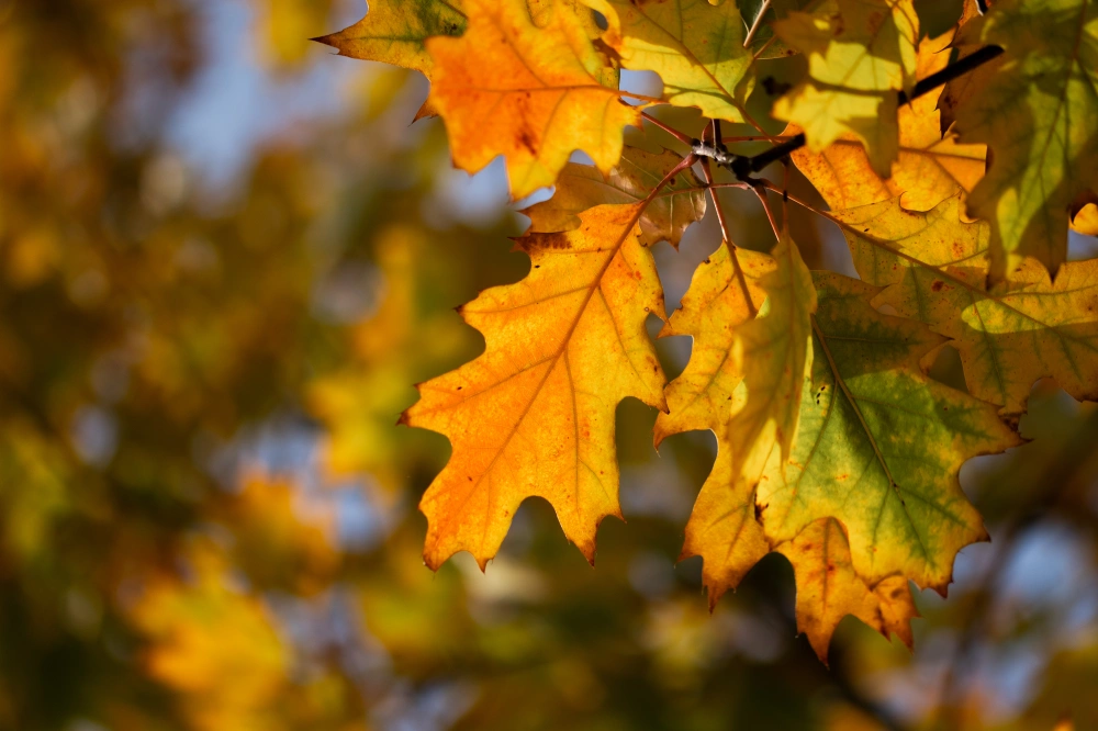 Дуб красный, mst H350-400