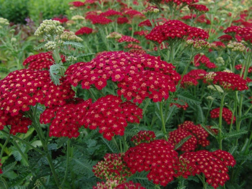 Тысячелистник обыкновенный 'Red Velvet' (вишневый),