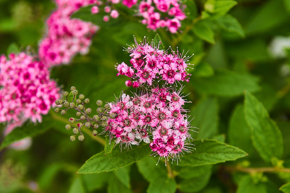 Спирея японская 'Albiflora', H60-80
