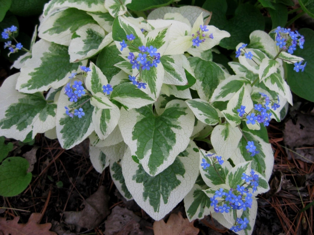 Бруннера крупнолистная 'Variegata',