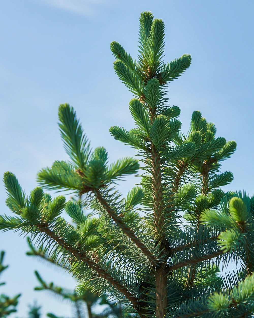 Ель колючая 'Blue Diamond', H150-175