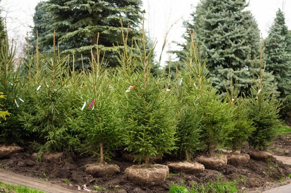 Ель обыкновенная, H150-200