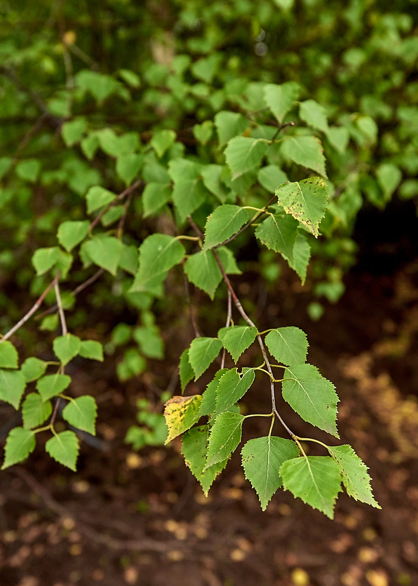 Береза повислая, H500-600
