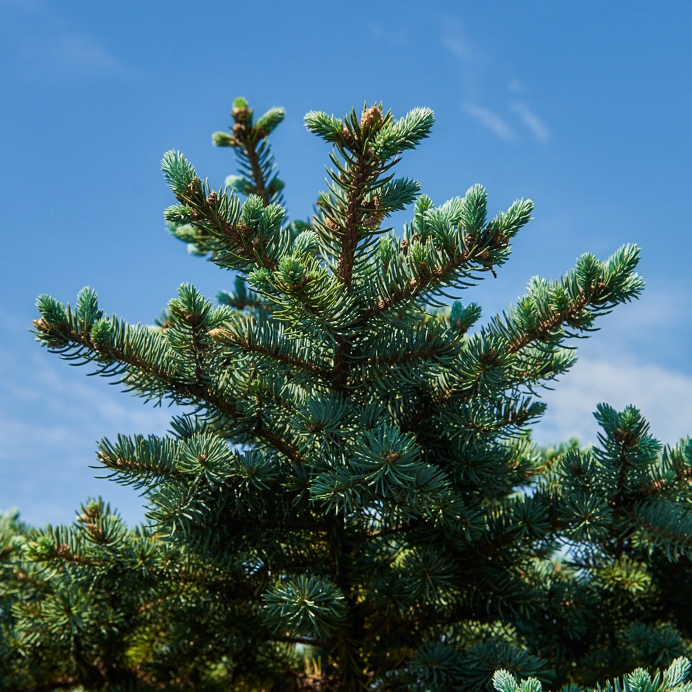 Ель колючая 'Glauca Globosa', H150-175х200-250