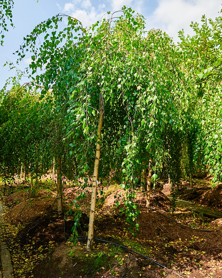 Береза повислая 'Youngii', stu 16-18