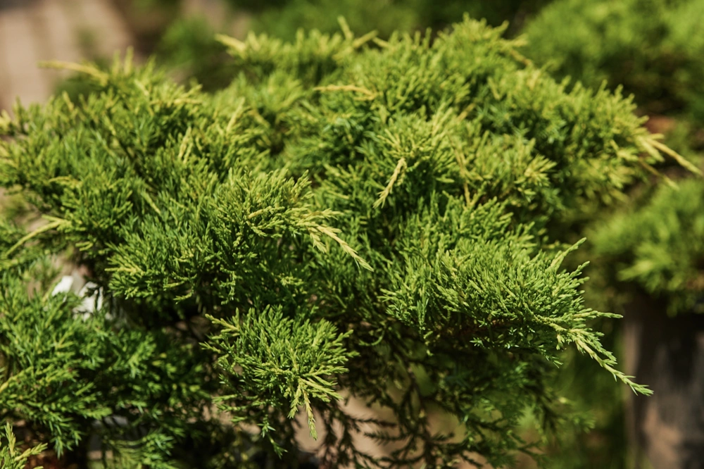 Можжевельник средний 'Mordigan Gold', H20-40