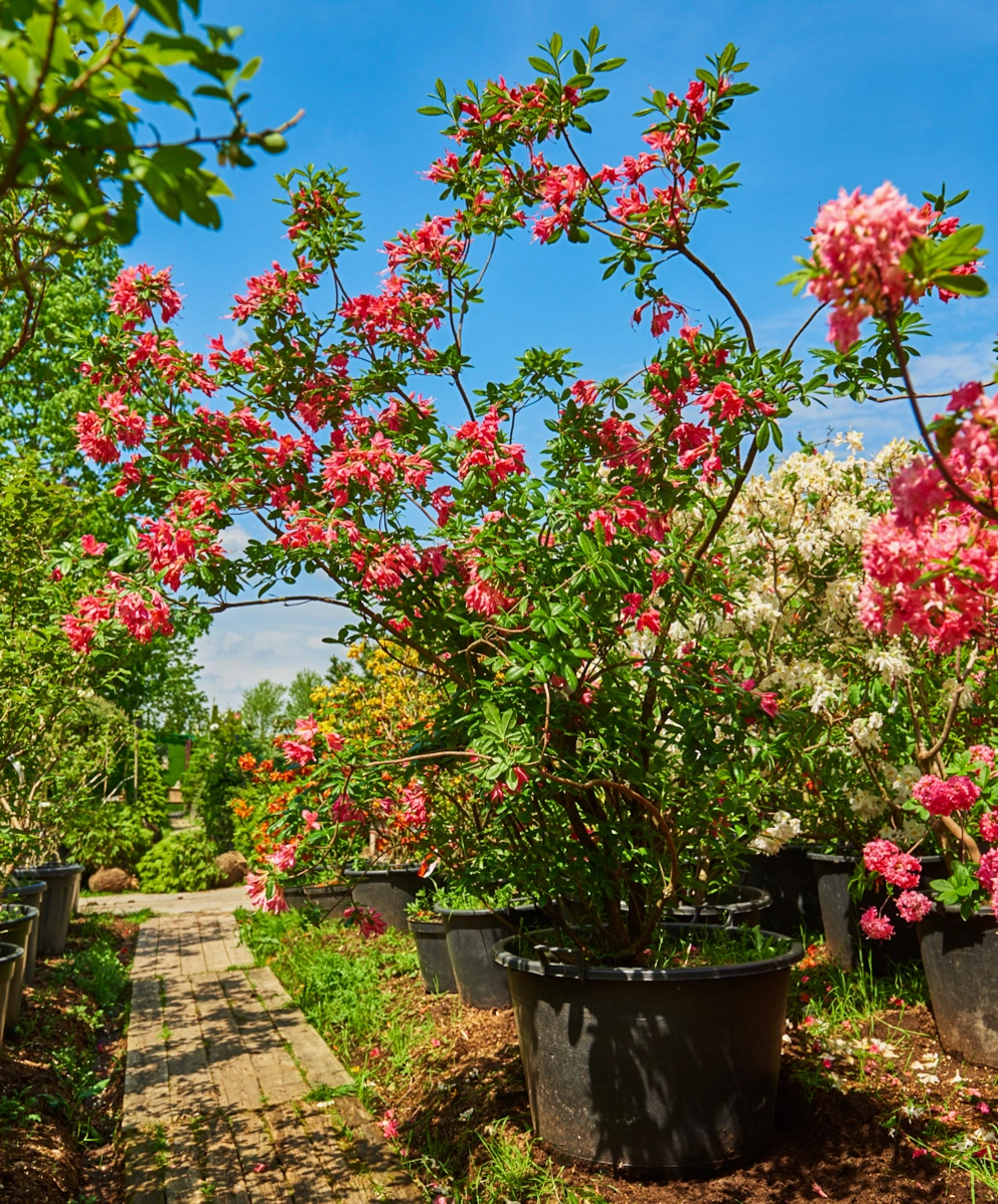 Азалия гибридная 'Jolie Madame' (роз с жел-оранж пятн), H125-150х100-125
