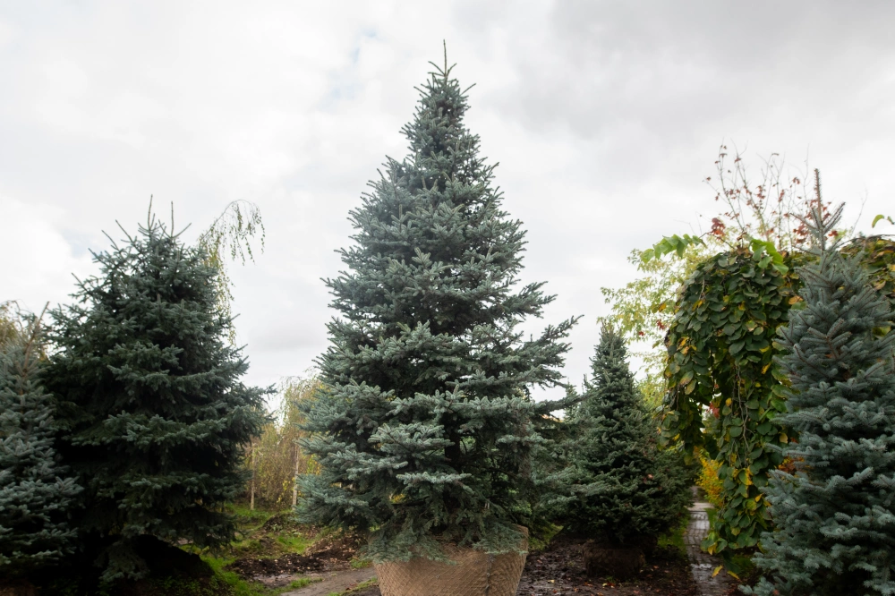 Ель колючая 'Glauca', H600-700