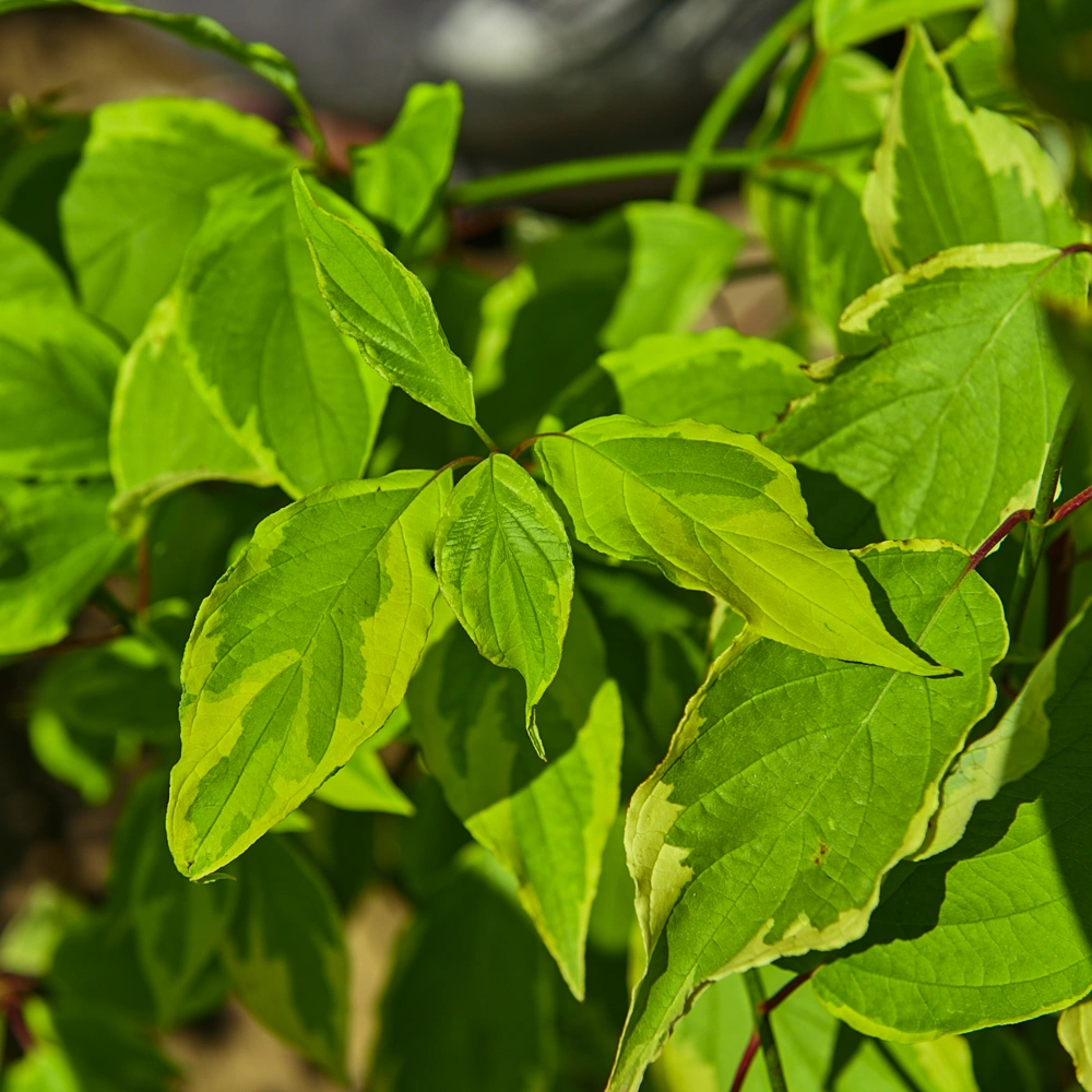 Дерен белый 'Gouchaultii', H40-60