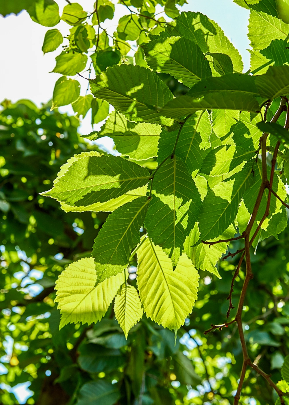 Вяз шершавый 'Pendula', stu 16-18