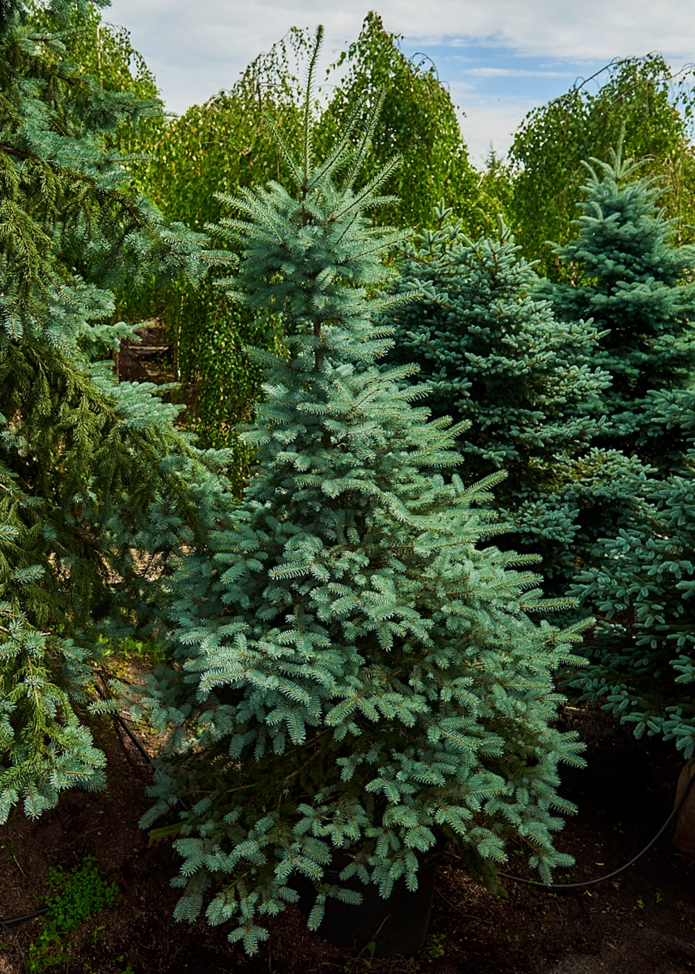 Ель колючая 'Edith', H175-200