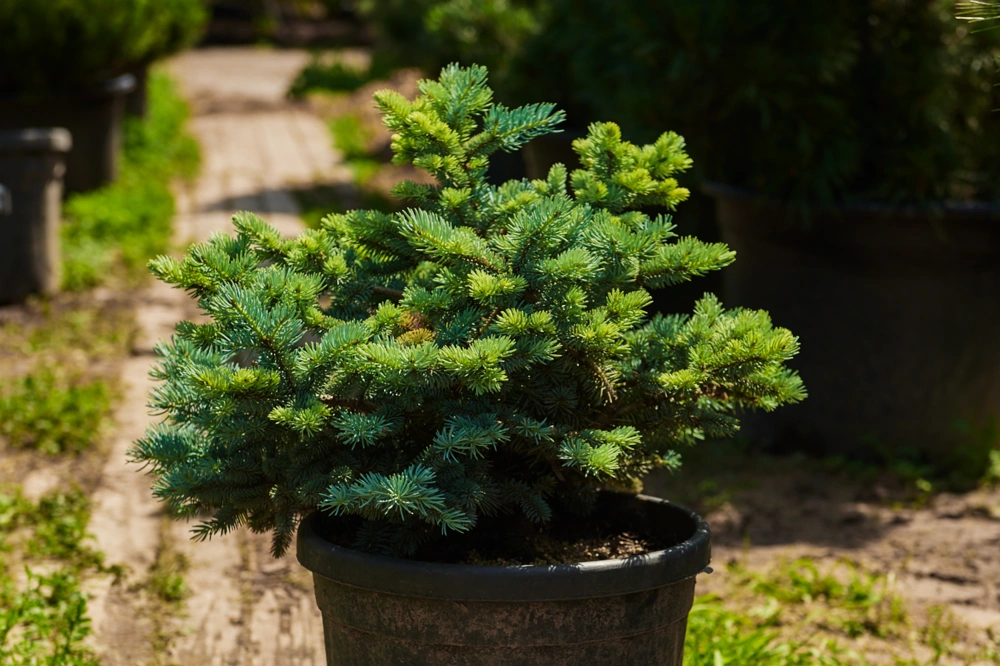 Ель колючая 'Glauca Globosa', H20-40