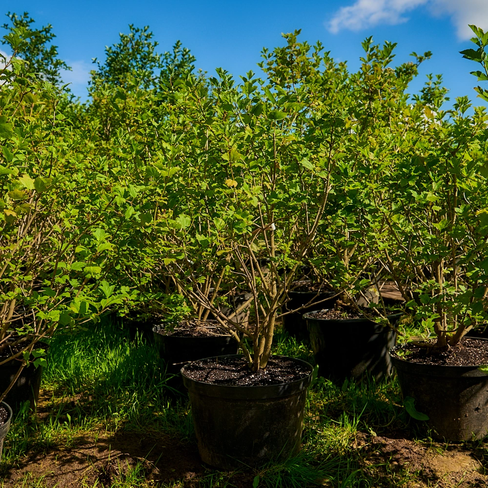 Калина красная 'Красная Гроздь' (средний темно-красный), H80-100