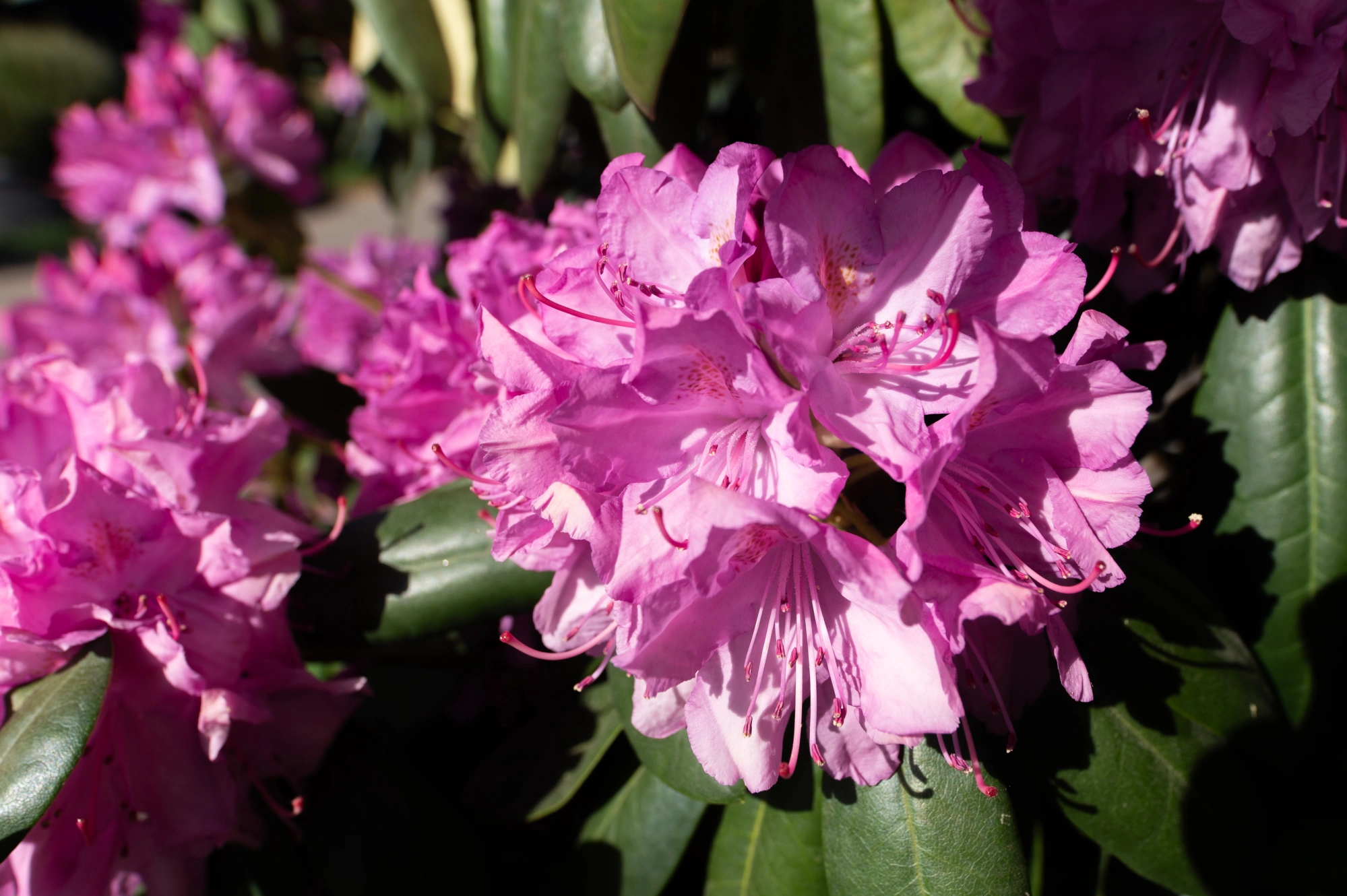 Рододендрон гибридный 'Roseum Elegans', H150-175x200-250