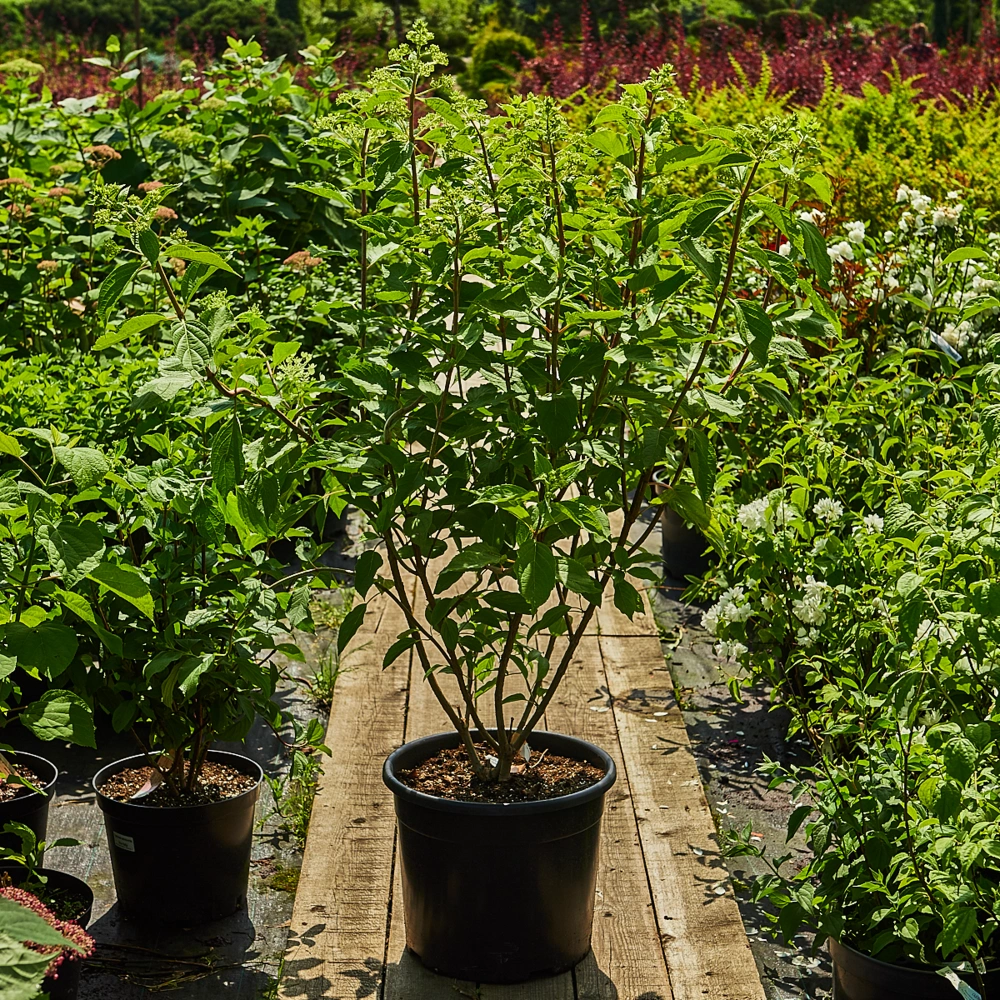 Гортензия метельчатая 'Phantom', H60-80