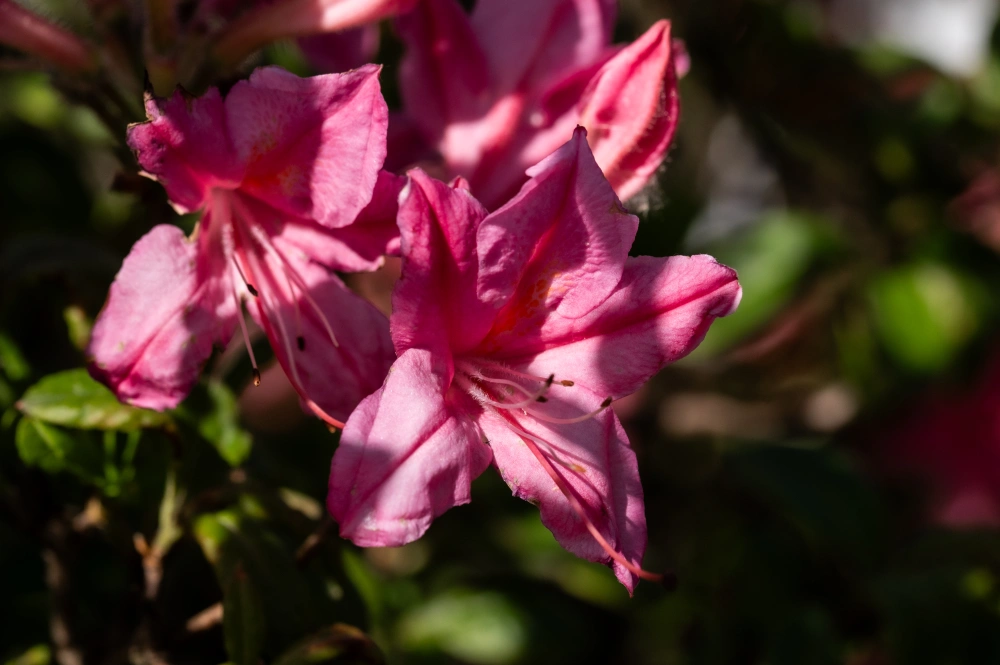 Азалия гибридная 'Bouquet de Flore' (неж-роз с жел пят), H100-125