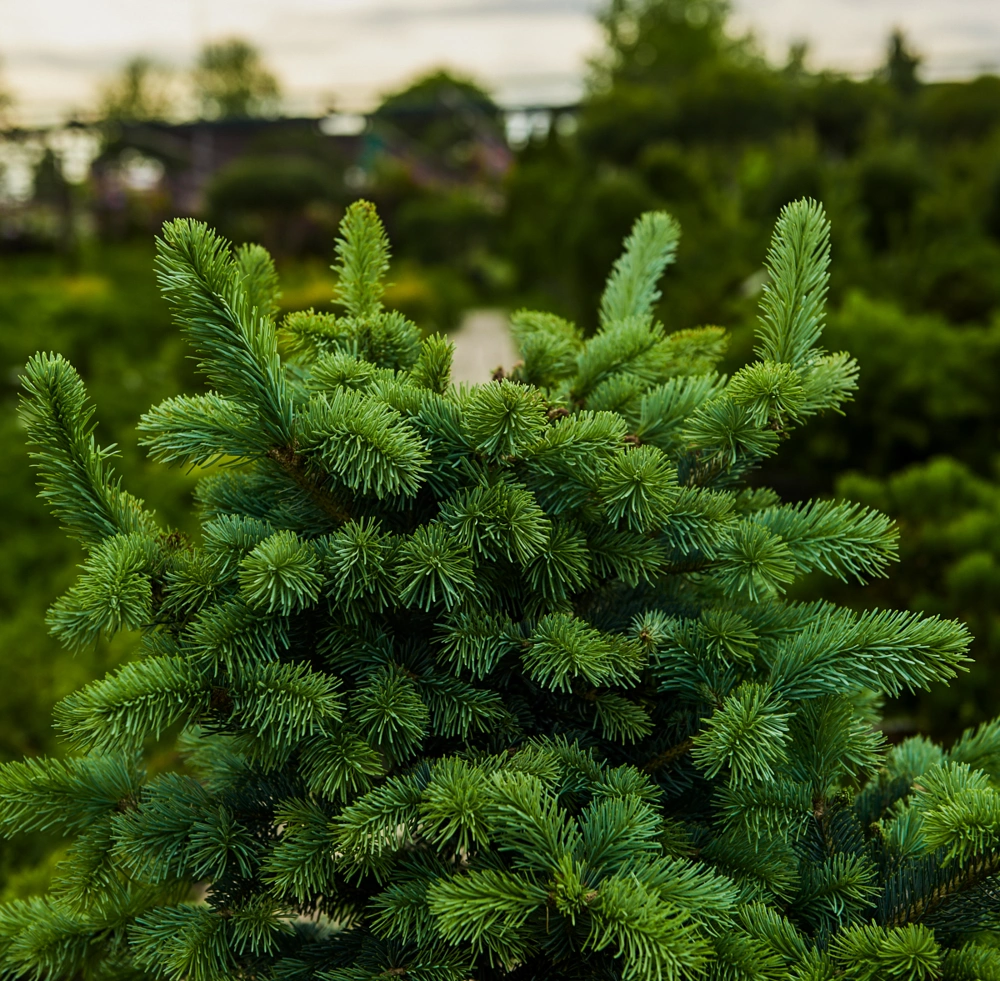 Пихта субальпийская 'Compacta', H40-60