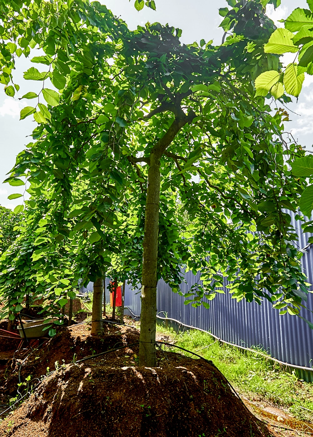 Вяз шершавый 'Pendula', stu 45-50