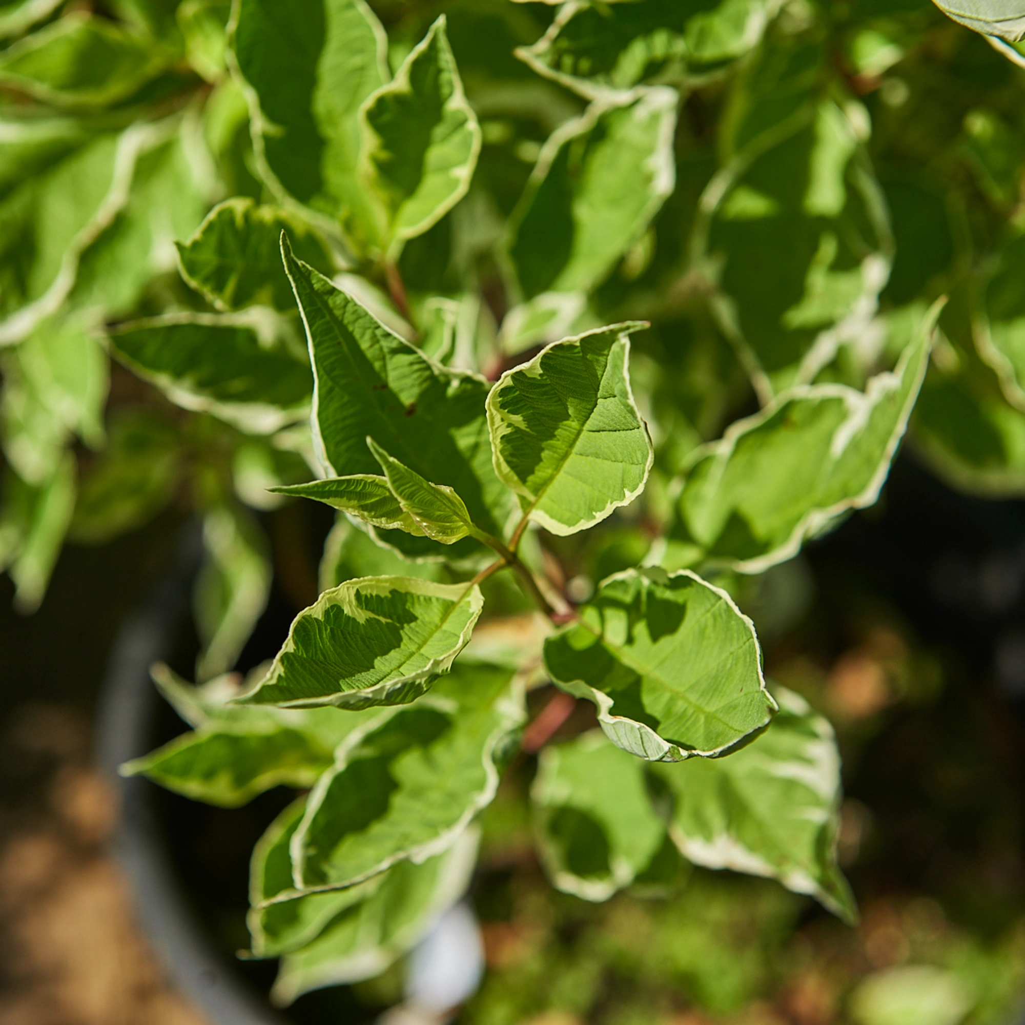 Дерен белый 'Argenteomarginata', H100-125