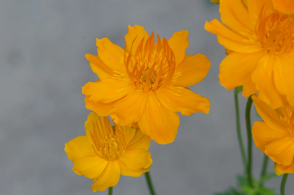 Купальница китайская 'Golden Queen' (желтая),