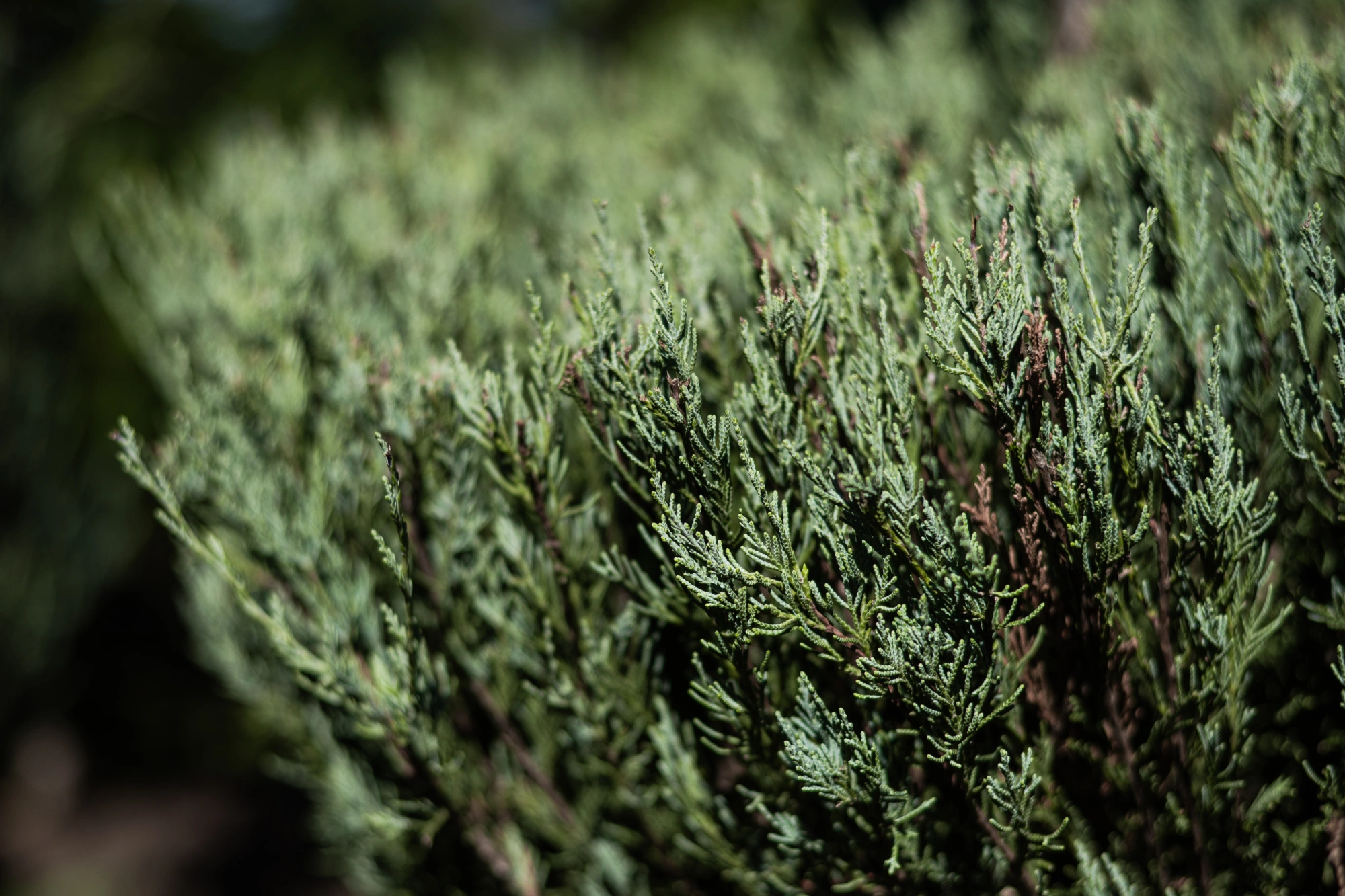 Можжевельник скальный 'Skyrocket' (грин-арт), H250-300