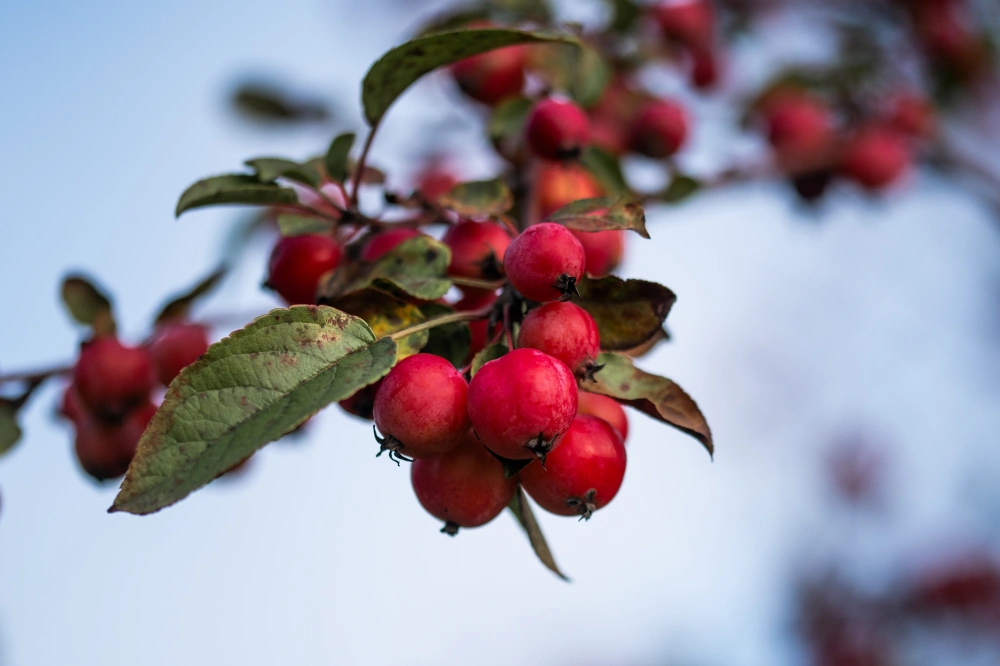 Яблоня гибридная 'Red Sentinel', stu 16-18